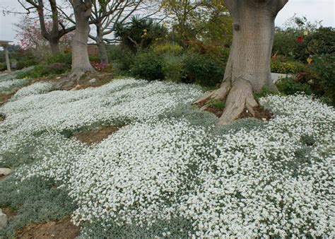 Cerastium Tomentosum Molyhos Mad Rh R