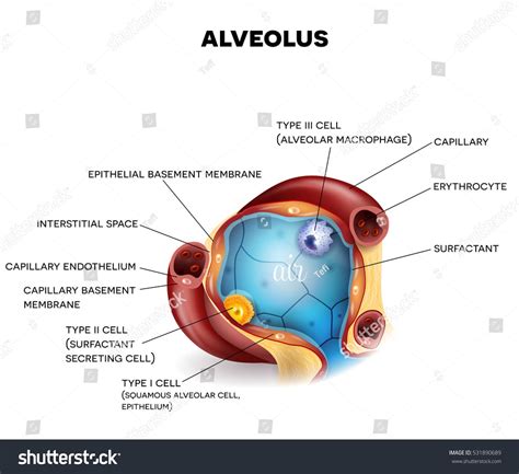 Labeled Diagram Of The Alveoli