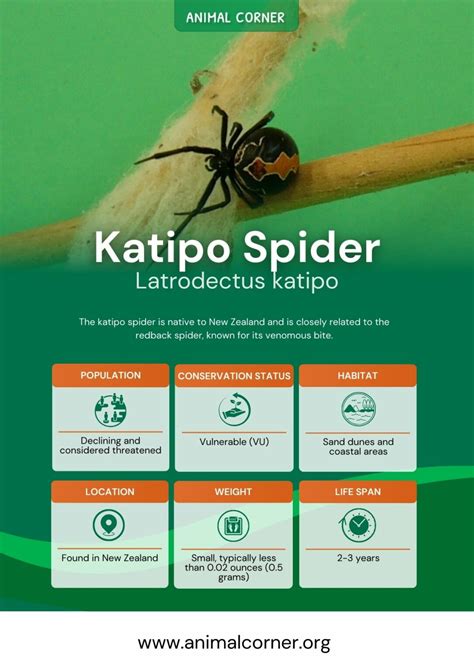 Katipo Spider - Facts, Bite & Habitat Information