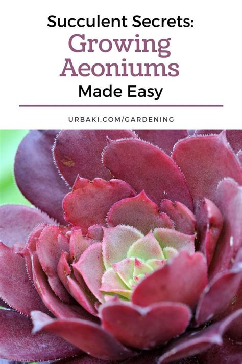 Succulent Secrets Growing Aeoniums Made Easy Succulents Propagating Succulents Planting