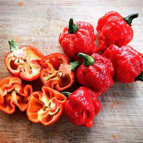 Moruga Trinidad Scorpion Chili Pepper Capsicum Seeds