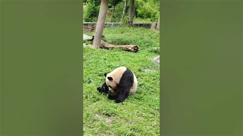 怀疑这是能听懂人话的熊孩子！ Panda 大熊貓 Youtube