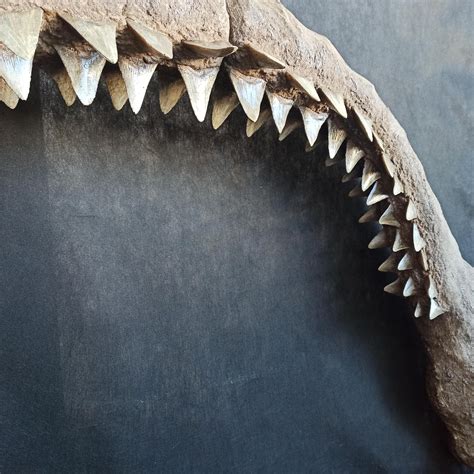Megalodon jaw discovery changes how we see ocean predators 23