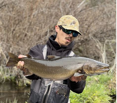 Metolius River Fish Reports And Map