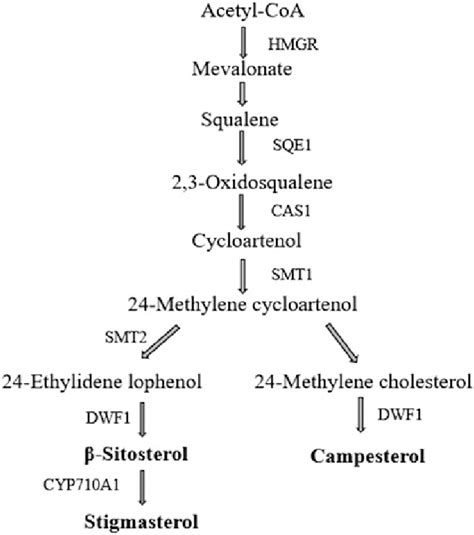 4 Simplified Biosynthesis Pathway Of Plant Sterols Hmgr Download Scientific Diagram