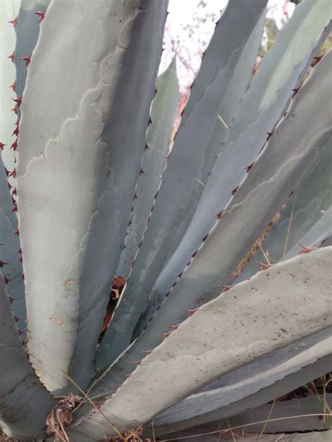 Pencas De Maguey Agave Salmiana Flores Mexicanas Pencas Flores