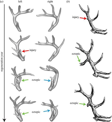 Antlers Molecular Genetics Royal Society