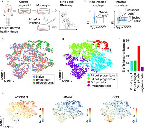 Scrna Seq Reveals That H Pylori Binds To A Subpopulation Of Pit