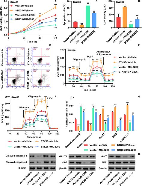 Frontiers Stk35 Is Ubiquitinated By Nedd4l And Promotes Glycolysis