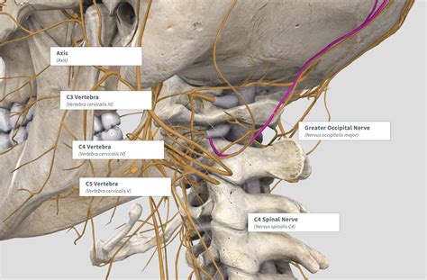 Difference Between Cervical Decompression Migraine Surgery