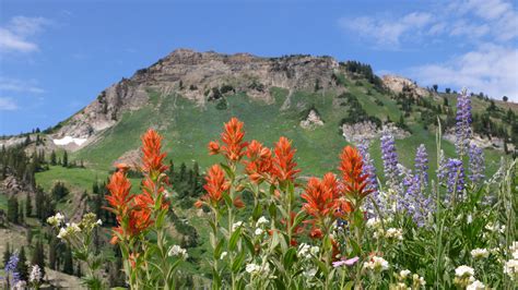 15 Best Native Plants To Grow If You Live In The Mountain West Region