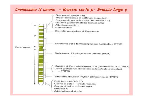 Appunti Lezione 5 Geni Associati E Distanza Di Mappa Biologia E