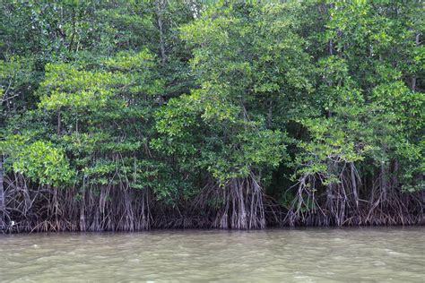 Mangrove Trees: How And What They Actually Eat - Tree Journey