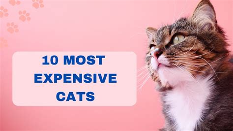 Top 10 Most EXPENSIVE CATS In The World YouTube