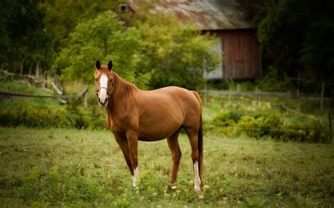 horse, Pasture, Horses Wallpapers HD / Desktop and Mobile Backgrounds