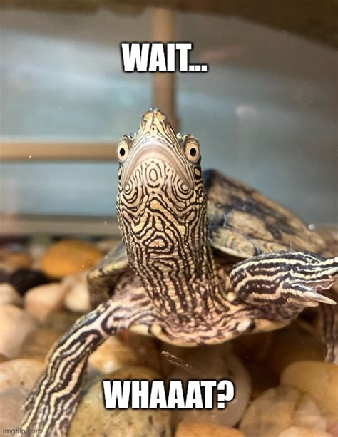 Question Turtle Imgflip