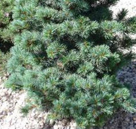 Pinus Parviflora Go Gin Japanese White Pine Kigi Nursery