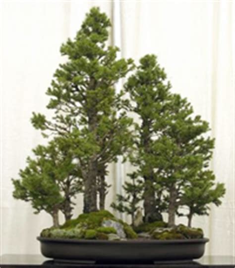 Dwarf Alberta Spruce Bonsai Tree – Chinese Bonsai Garden