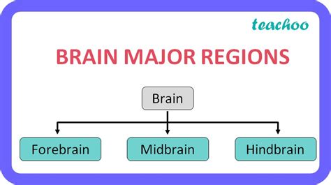 Class 10 Human Brain Strcture Major Regions And Its Functions