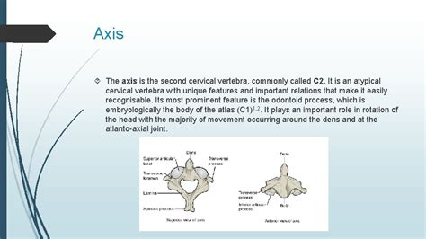 Craniovertebral Junction Ayberk Zkavakl What Is Craniovertebreal Junction