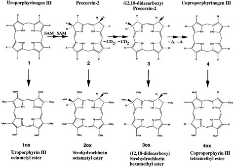 (Upper) Proposed alternative pathway of porphyrin biosynthesis from ...