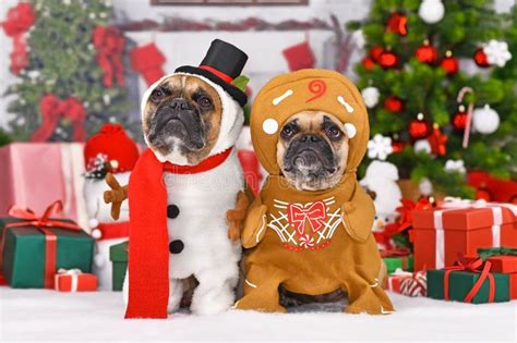 Pair Of Festive French Bulldog Dogs Wearing Funny Christmas Costumes