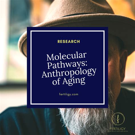 Fertility In The Aging Male Molecular Pathways In The Anthropology O