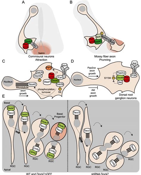 Docks In Neurogenesis A In Commissural Neurons Dock1 Mediates Rac