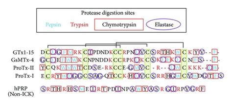 Protease Cleavage Sites In Peptides Cleavage Sites Of Pepsin Trypsin