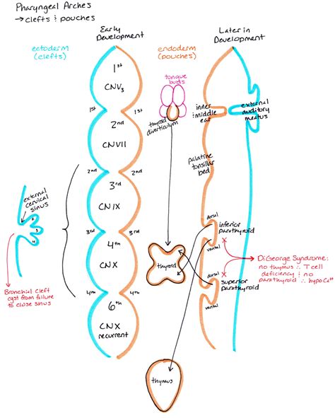 Do you have any concept map drawings from... - Medical Laboratory Science