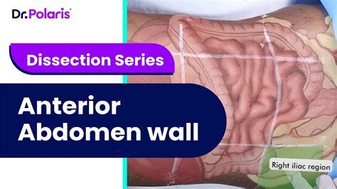 Anatomy Practicals Dissection Of Anterior Abdominal Wall Youtube