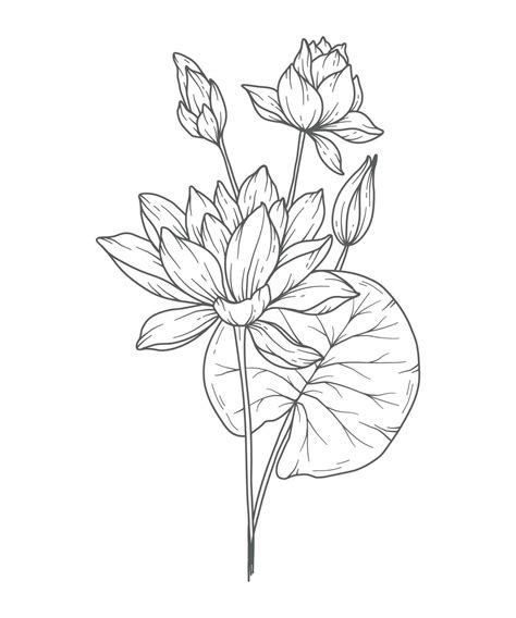 Water Lily Line Art Water Lily Outline Illustration July Birth Month