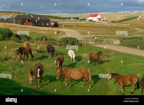 Port Howard Falkland Islands South America Stock Photo Royalty Free