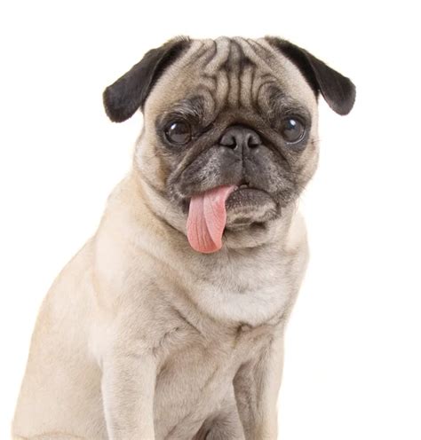 Happy Pug Sticking Out Tongue And Wearing Red Bowtie Stock Photo By