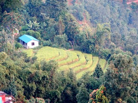 Mansong Cinchona Plantation West Bengal India Sunrise Sunset Times