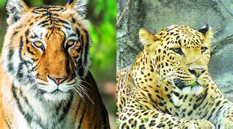 Four Tigers And Four Leopards From The Gorewada Project Were Sent To