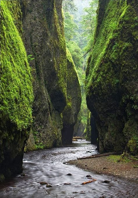 List of Pictures: Fern canyon in the California Redwoods