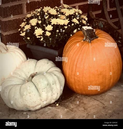 Fall pumpkins and mum Stock Photo - Alamy