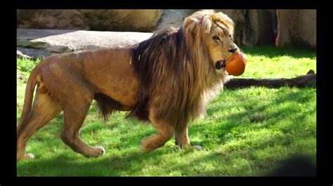 Leon Jugando Con Pelota Youtube