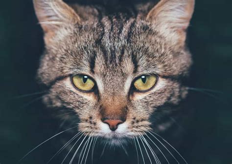 Understanding Dilated Cat Eyes: What It Means and When to Worry | Pet ...