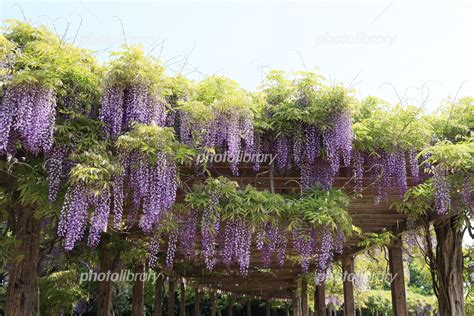 群馬県邑楽郡邑楽町多々良沼公園の満開の藤棚 写真素材 [ 7300499 ] フォトライブラリー Photolibrary