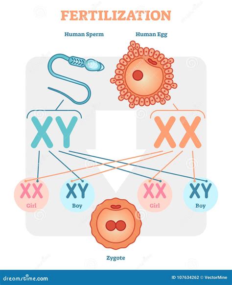 Fertilization Diagram