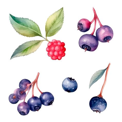 Premium Vector Vector Berries Watercolor Set