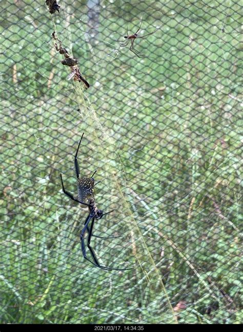 Hairy Golden Orb Weaving Spider From D Lp Za On March At