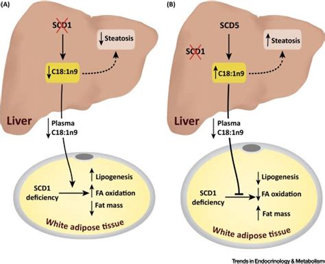 Insights Into Stearoyl Coa Desaturase Regulation Of Systemic