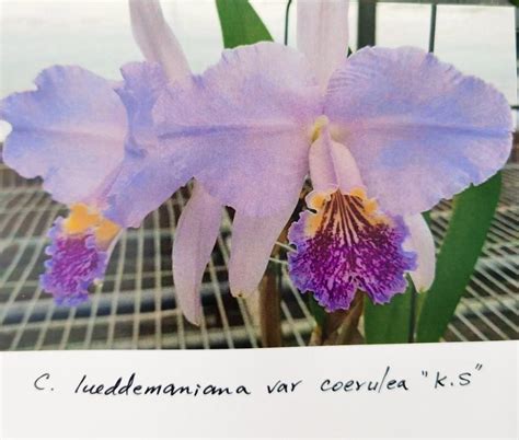 Cattleya Lueddemanniana Var Coerulea Flamea Ks X Self Furniture