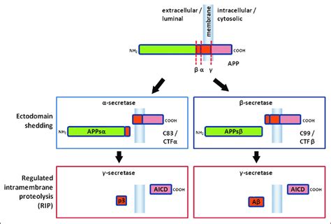 A Schematic Diagram Of Amyloid B Precursor Protein App Proteolytic