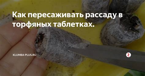 Как пересаживать рассаду в торфяных таблетках. | Klumba-plus | Дзен