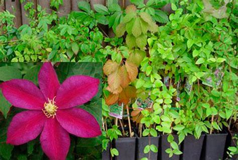 Cl Matide Rose Chaud Clematis Sunset Plantamus P Pini Re En Ligne