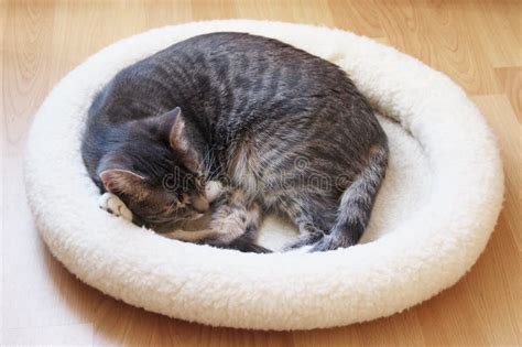 Pet Cat Sleeping In Cat Bed Curled Up In A Ball Stock Photo Image Of